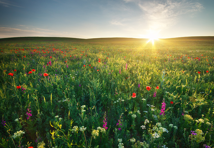 Nisan Ayında Doğanın Tadını Çıkarmanın 5 Yolu Nisan Ayında Doğanın Tadını Çıkarmanın 5 Yolu